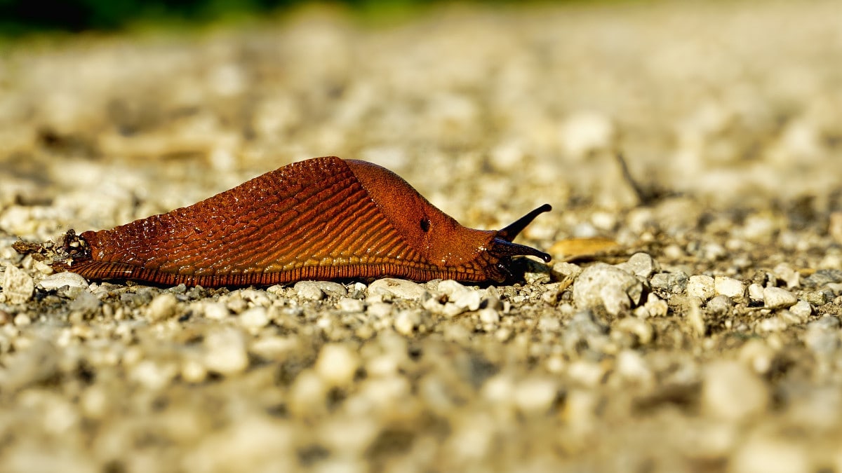 Nacktschnecke